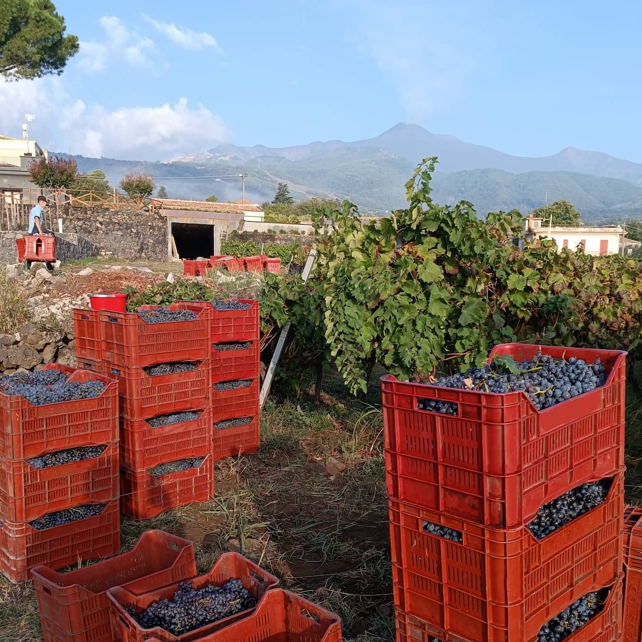 I vigneti: le foto