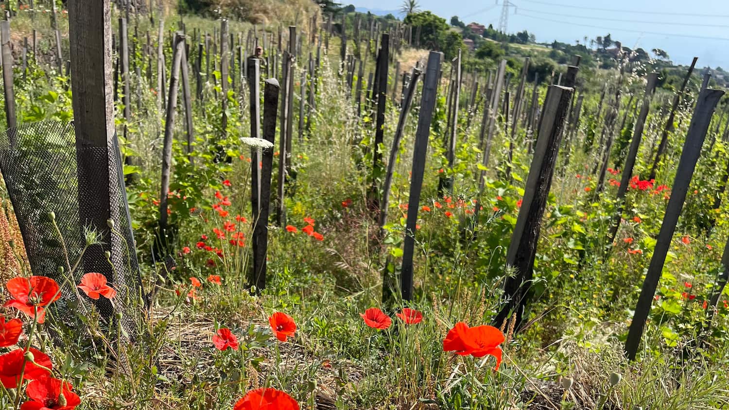 I vigneti: le foto 1/5