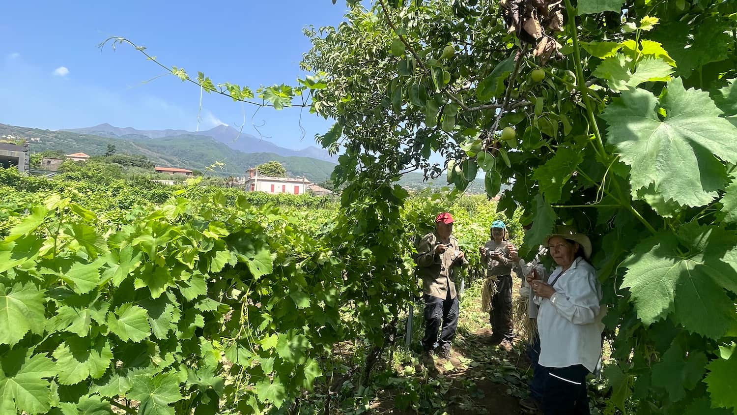 I vigneti: le foto 2/5