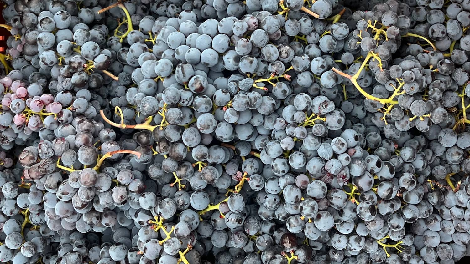 I vigneti: le foto 3/5