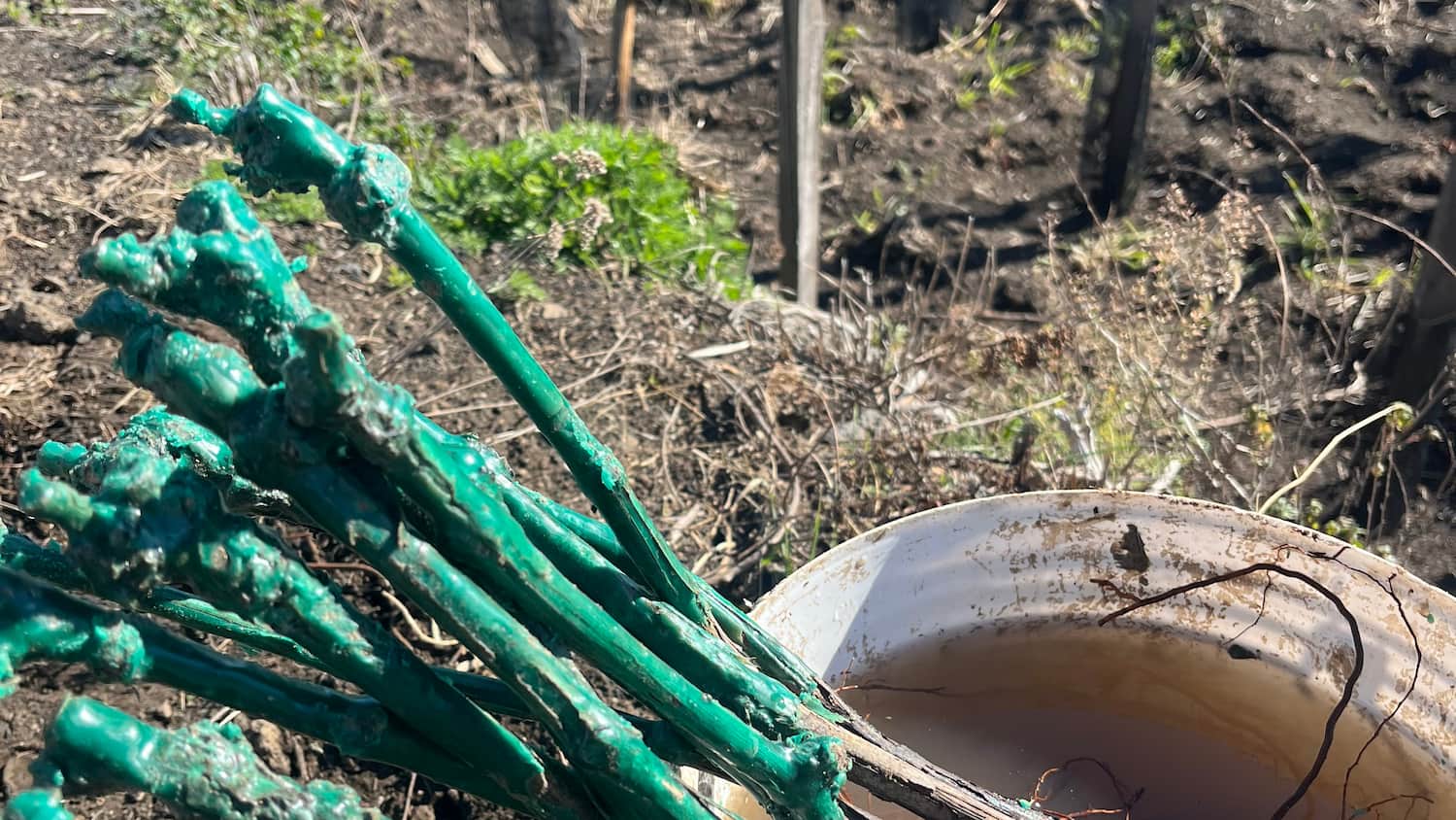 I vigneti: le foto 4/5