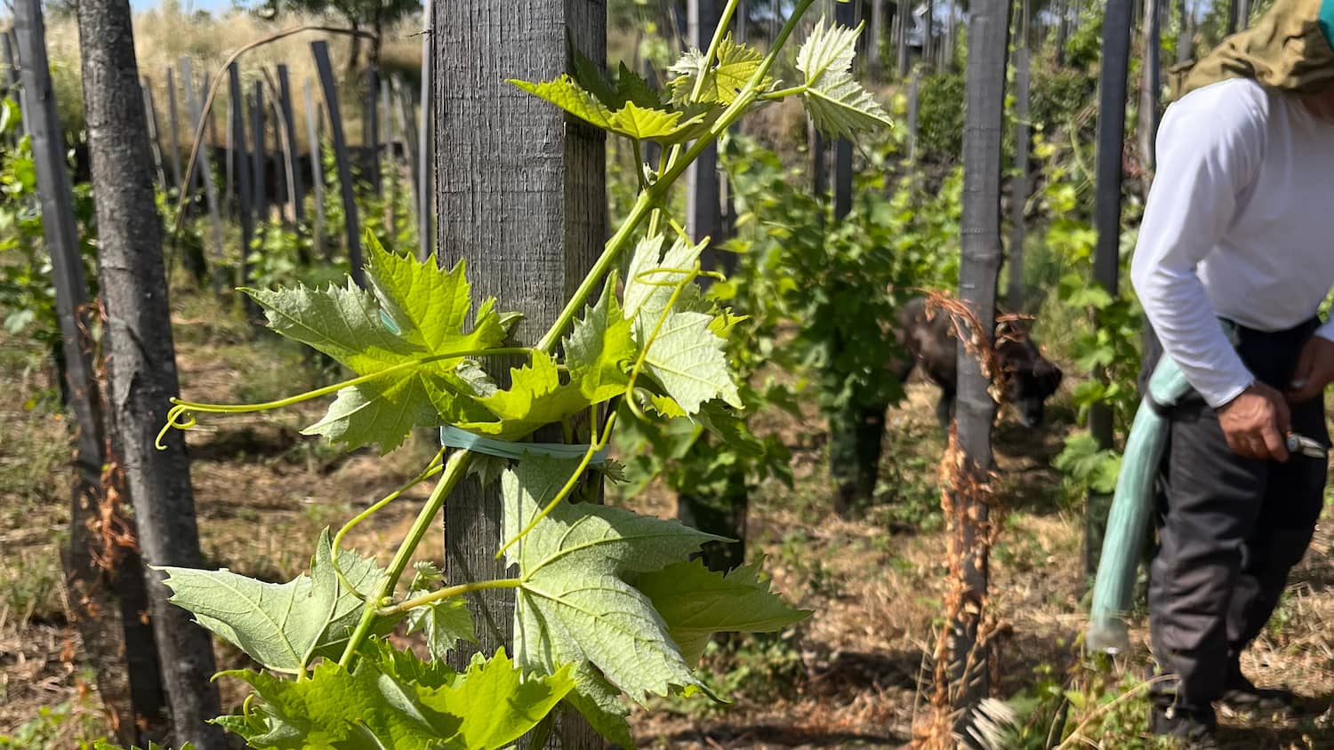 I vigneti: le foto 5/5